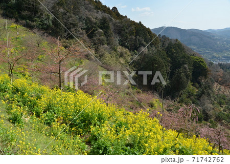 河津桜 河津桜 71742762