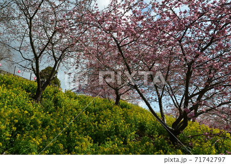 河津桜 河津桜 71742797