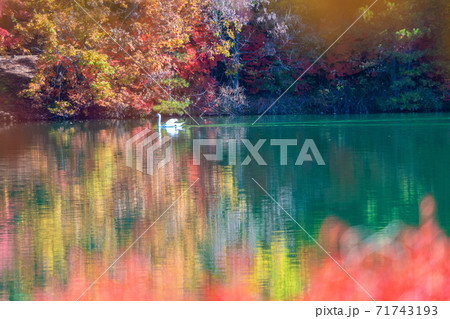 南伊奈ヶ湖の紅葉 南伊奈ヶ湖の紅葉 71743193