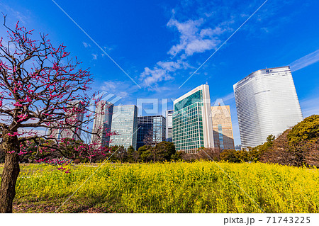 (東京都)梅と菜の花 大都会の癒し空間・浜離宮恩賜庭園 (東京都)梅と菜の花 大都会の癒し空間・浜離宮恩賜庭園 71743225