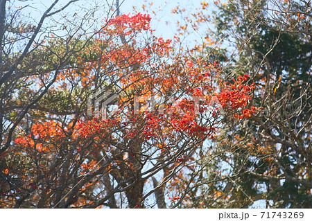 紅葉シロヤシオ 71743269