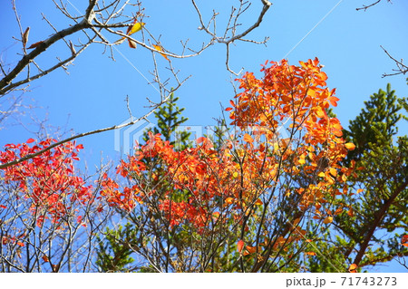 紅葉シロヤシオ 紅葉シロヤシオ 71743273