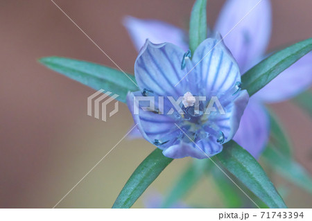 ムラサキセンブリの花　クローズアップ　11月撮影 71743394