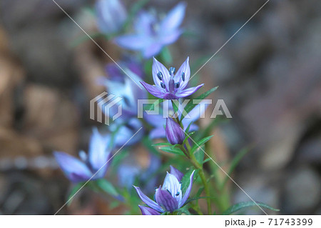ムラサキセンブリの花 クローズアップ 11月撮影 ムラサキセンブリの花 クローズアップ 11月撮影 71743399