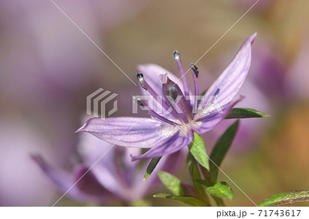 ムラサキセンブリの花　マクロ撮影　11月 71743617