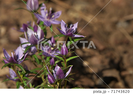 小さくて可憐なムラサキセンブリの花 11月撮影の写真素材