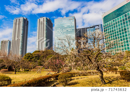 (東京都)梅が開花した浜離宮恩賜庭園 (東京都)梅が開花した浜離宮恩賜庭園 71743632