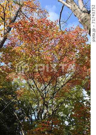 ヤマボウシの紅葉 ヤマボウシの紅葉 71743752