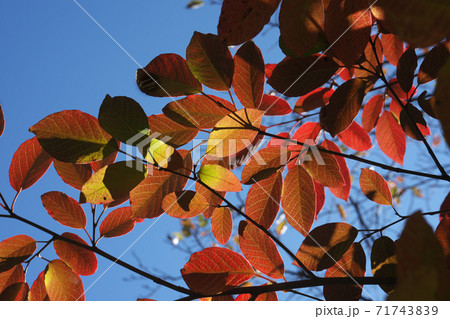 シラキの鮮やかな紅葉 11月撮影 シラキの鮮やかな紅葉 11月撮影 71743839
