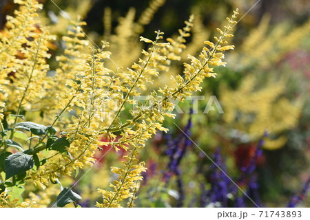 サルビアの花 サルビアの花 71743893