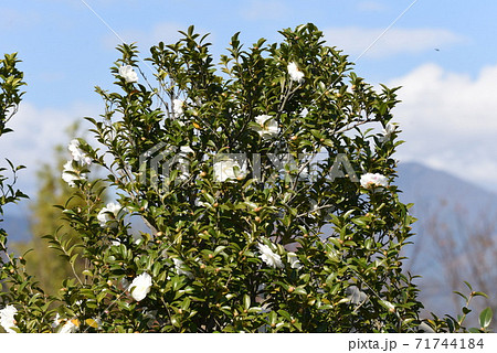 サザンカの花 71744184