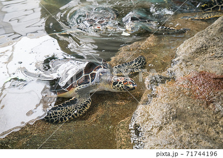 奄美海洋展示館の写真素材