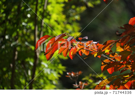 シラキの紅葉 太陽に照らされて一層鮮やかな赤でした 11月撮影 シラキの紅葉 太陽に照らされて一層鮮やかな赤でした 11月撮影 71744336