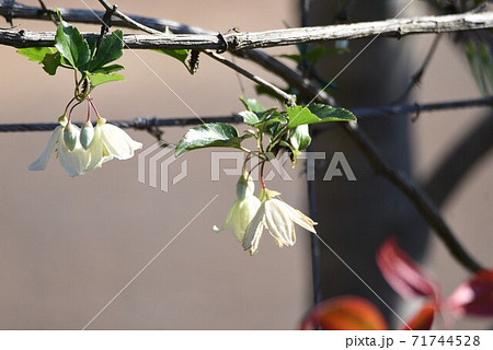 クレマチスシルホサ 冬咲きクレマチスの写真素材