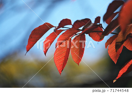シラキの紅葉 逆光で目の覚めるような鮮やかさでした 11月撮影 シラキの紅葉 逆光で目の覚めるような鮮やかさでした 11月撮影 71744548