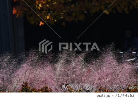 ミューレンベルギア・カピラリス 71744562