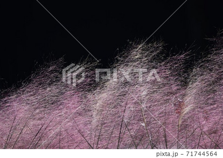 ミューレンベルギア・カピラリス 71744564