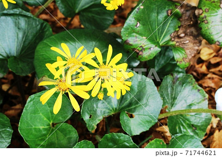 葉の形が蕗に似た ツワブキ（石蕗） 71744621
