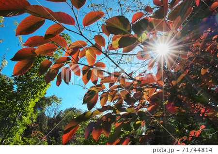 シラキの紅葉　太陽に照らされて一層鮮やかでした　11月撮影 71744814