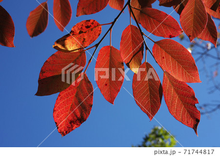 シラキの紅葉 青空と鮮やかな赤が綺麗でした 11月撮影 シラキの紅葉 青空と鮮やかな赤が綺麗でした 11月撮影 71744817
