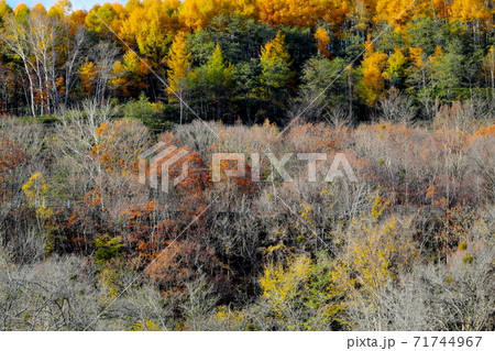 美しい紅葉 71744967