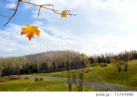 美しい紅葉 71744986