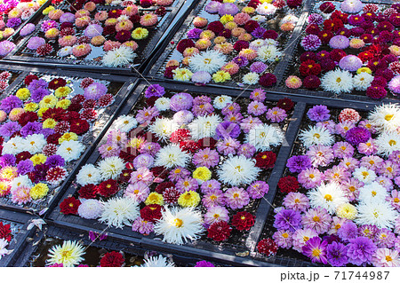 沢山なダリアの花で　カラフルな秋のイメージ　 71744987