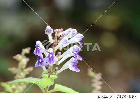 秋に咲く コバタツナミソウ 小葉立浪草 の写真素材