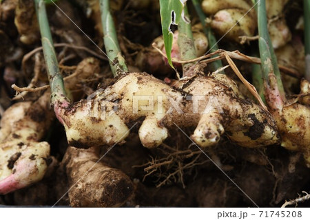 農作業 ショウガの収穫作業の写真素材