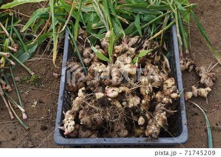 農作業・ショウガの収穫作業 71745209