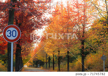 紅葉に染まる秋の並木道 紅葉に染まる秋の並木道 71745782