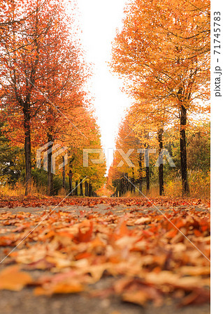 紅葉に染まる秋の並木道 71745783