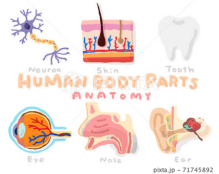 Set of Human anatomy; Hand drawn vector illustration like woodblock print Set of Human anatomy; Hand drawn vector illustration like woodblock print 71745892