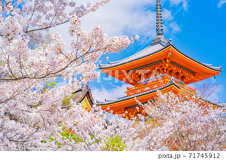 京都・清水寺の桜 71745912