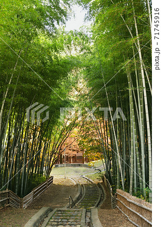 竹林の中の散策路 71745916