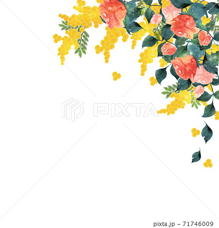 ミモザと薔薇 水彩イラストのイラスト素材