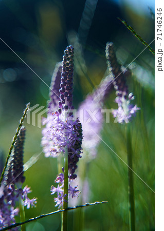 ツルボの小さな花が輝いています。 71746246