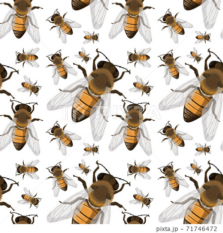 Bee insect seamless background 71746472