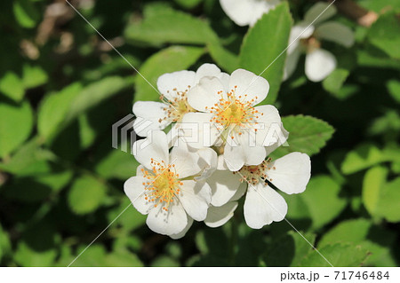 ノイバラの花 71746484