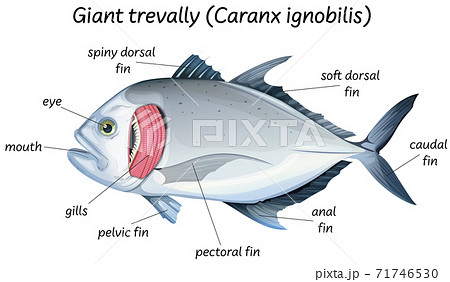 Science Internal Anatomy Of Fishのイラスト素材