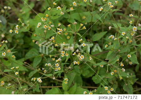 ハキダメギク（掃き溜め菊） 71747172