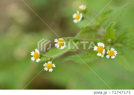 ハキダメギク（掃き溜め菊） 71747173