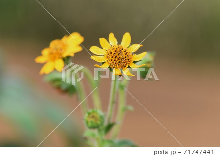 健康野菜 ヤーコンの花の写真素材