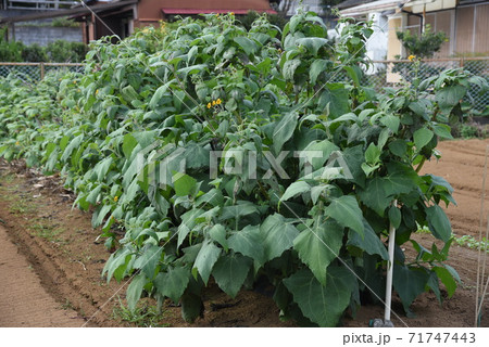健康野菜・ヤーコンの花 健康野菜・ヤーコンの花 71747443