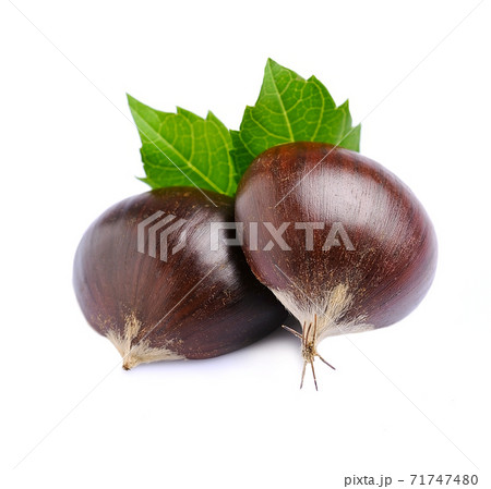 Chestnut with leaves on white backgrounds. 71747480