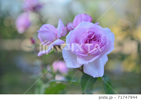 秋に咲く色とりどりの四季咲きのバラ 71747944