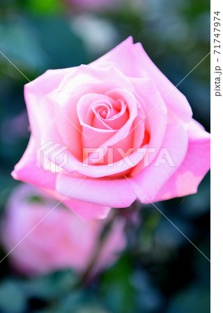 秋に咲く色とりどりの四季咲きのバラの写真素材