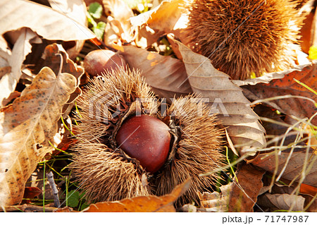 イガグリ 71747987