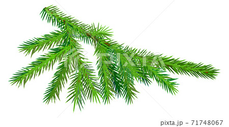 Green fir branch isolated on white background symbol of christmas 71748067