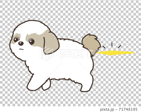 Shih Tzu, a dog peeing on the floor Shih Tzu, a dog peeing on the floor 71748195